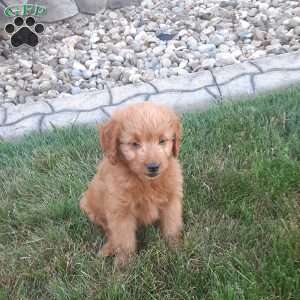 Ollie, Mini Goldendoodle Puppy